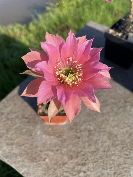 Echinopsis Hybr. lachs/pink